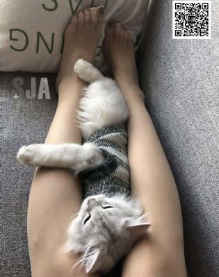 黑吃黑第二季哪里黄_BD国语高清视频播放